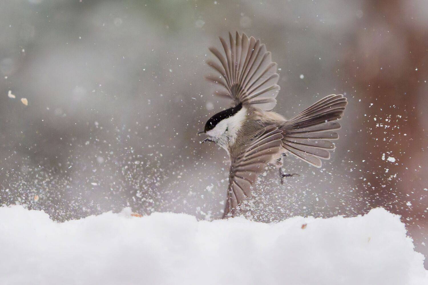 Фотография #13394528