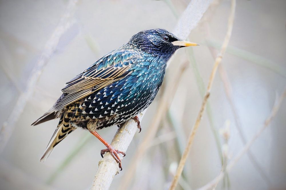 Необыкновенный обыкновенный скворец