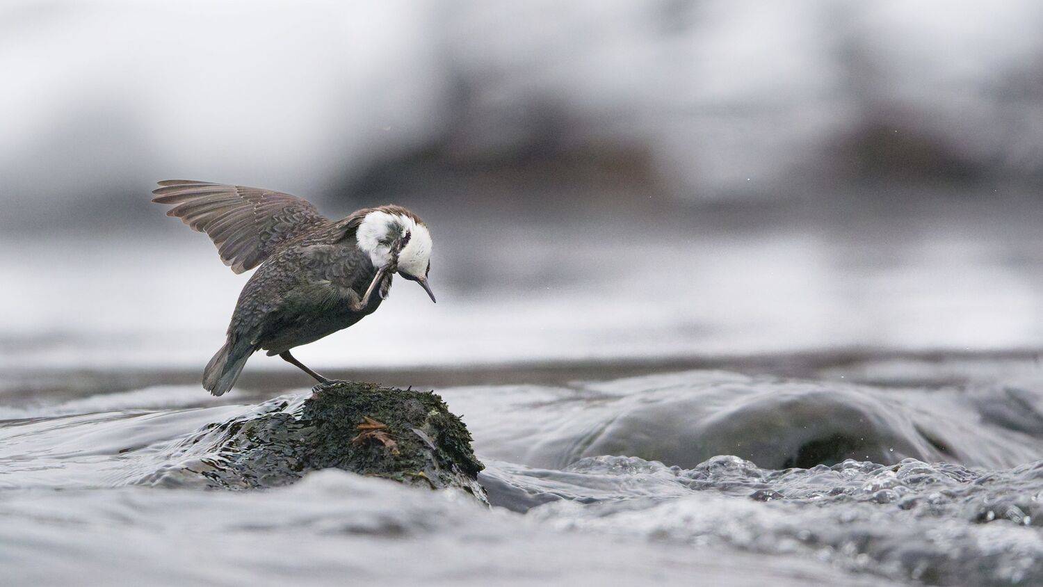 Фотография #13394560