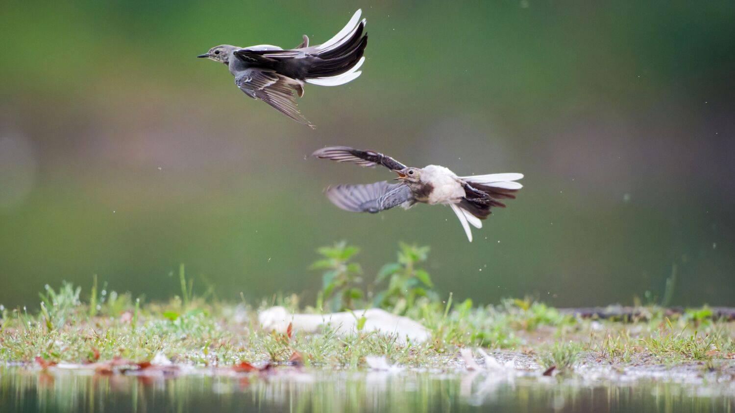 Фотография #13394690