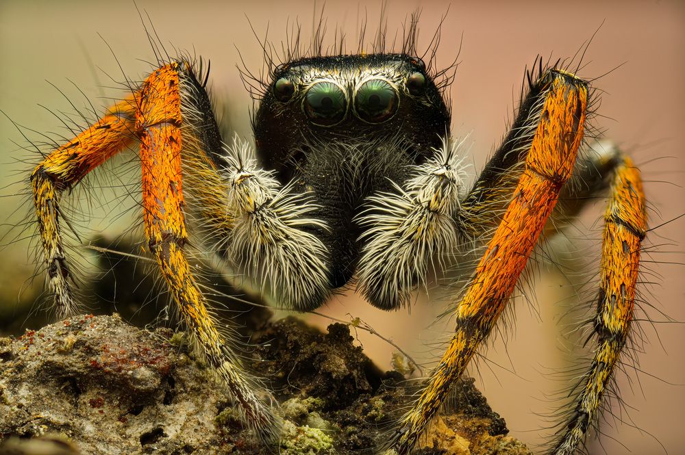 Portrait Philaeus Chrysops