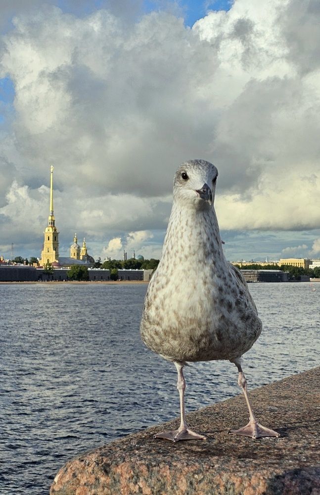 А может быть в Питер?