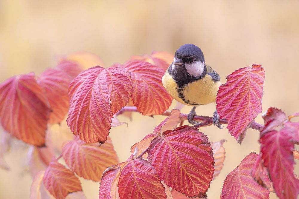 Photograph by Бурикова Екатерина