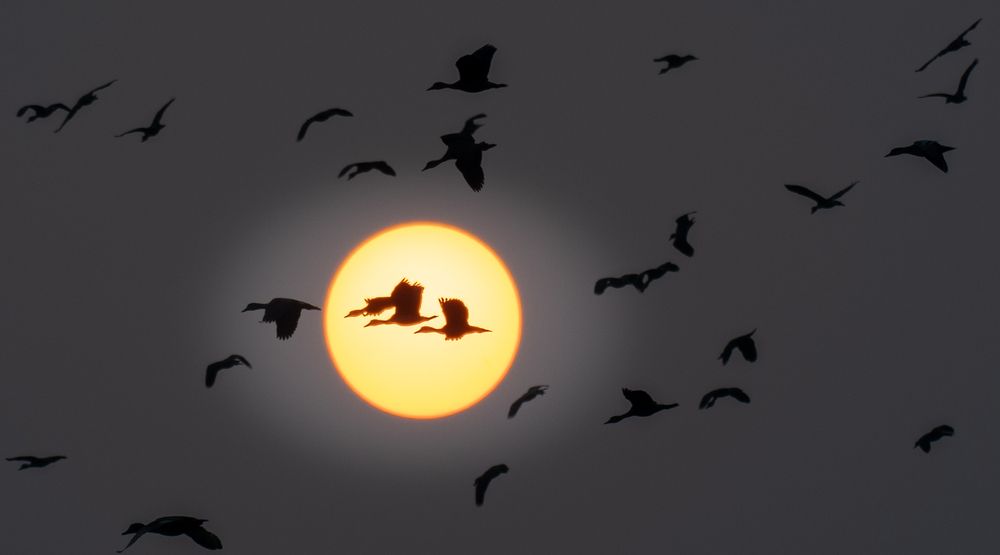 Photograph by Phani Krishna N
