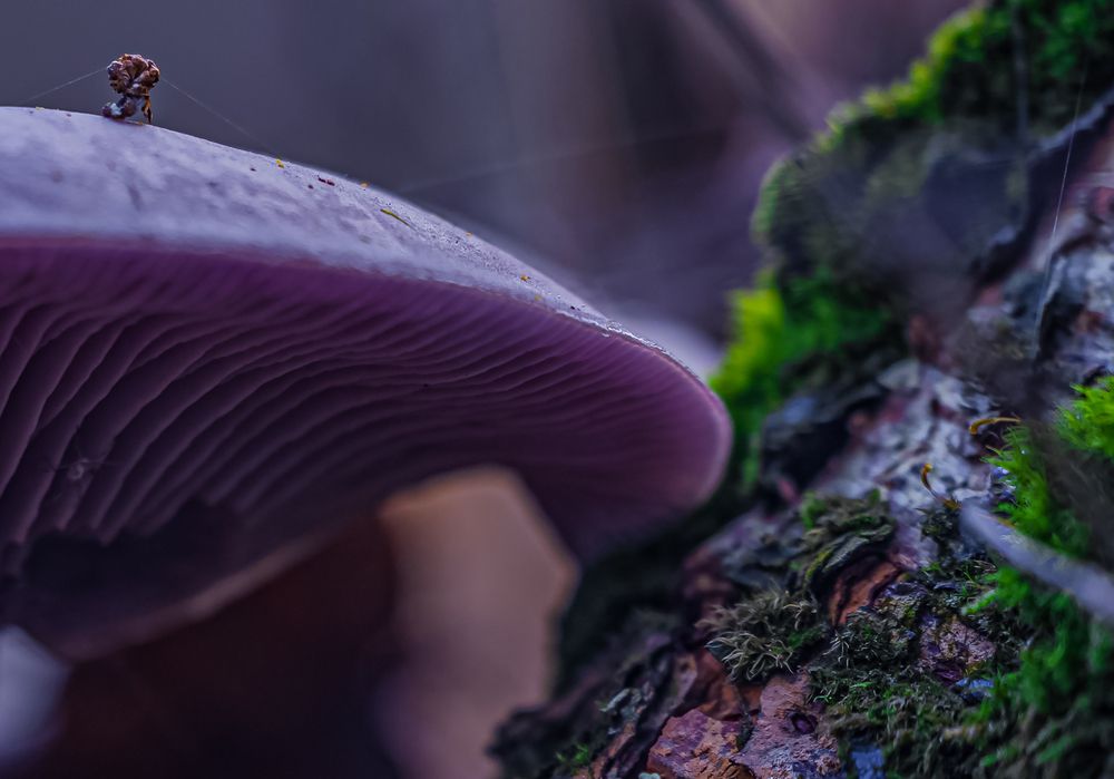 Photograph by Евгений Гонтов