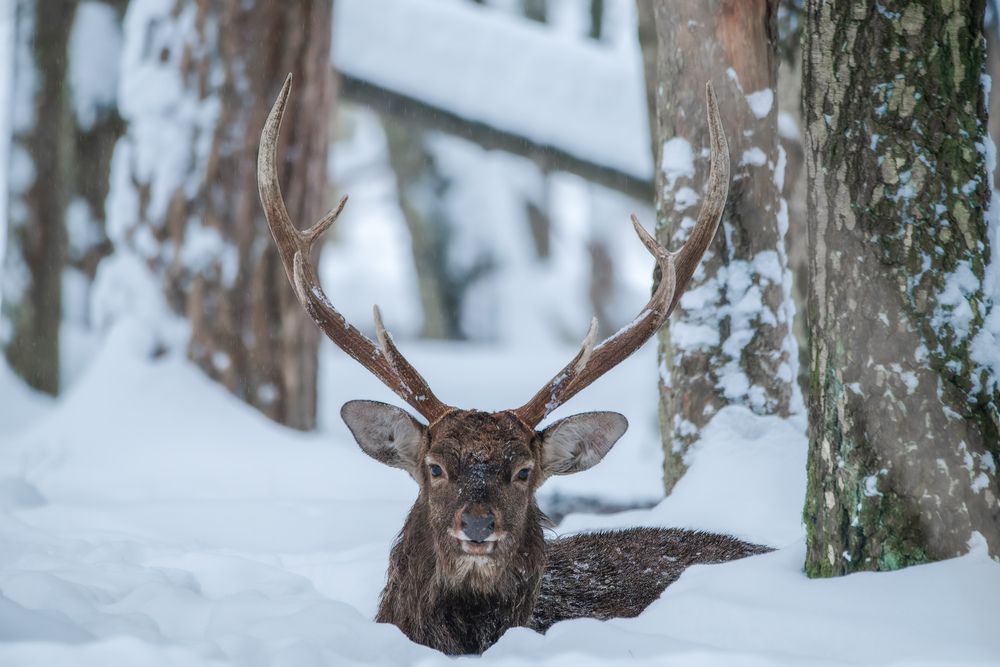 Photograph by Сергей Немцев