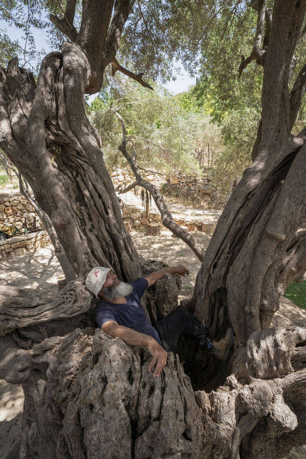 The Tree\\\'s Embrace