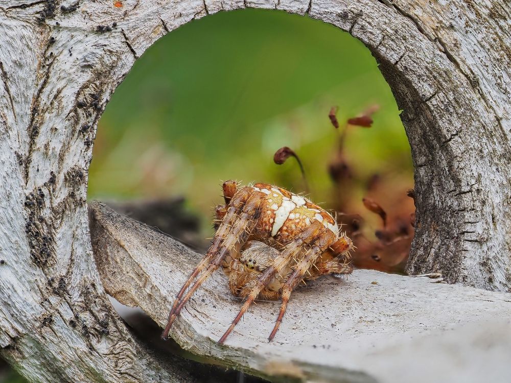 Паук Araneus diadematus