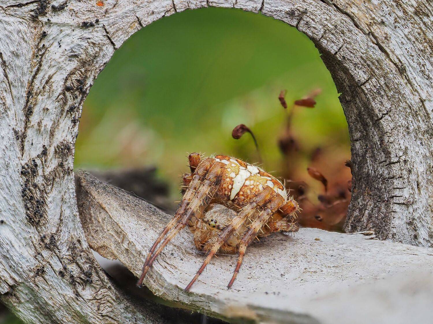 Паук Araneus diadematus Паук Araneus diadematus