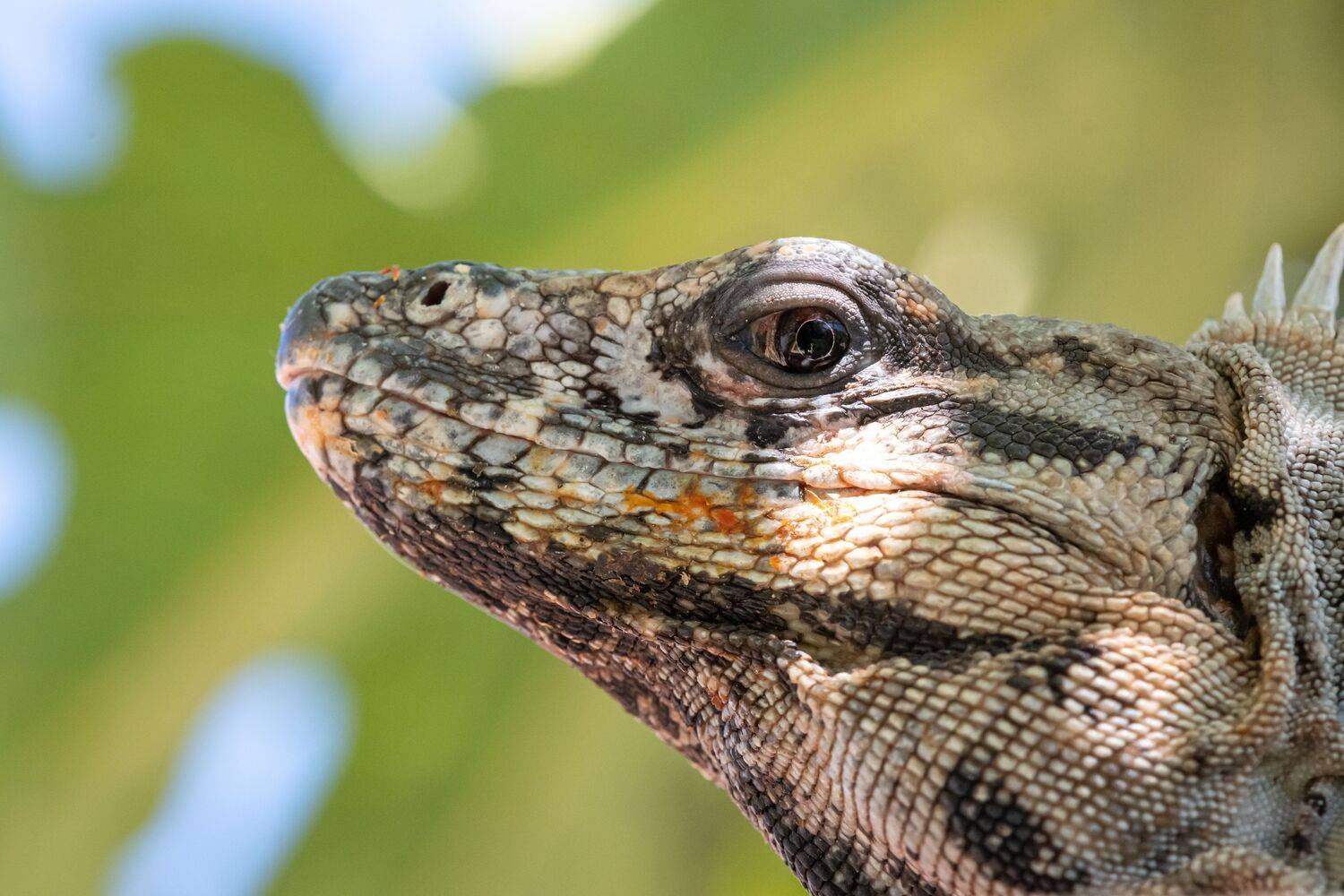 Фотография #13395264