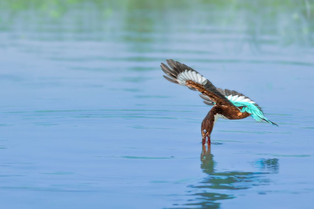 Photograph by SUHAS MANDAL