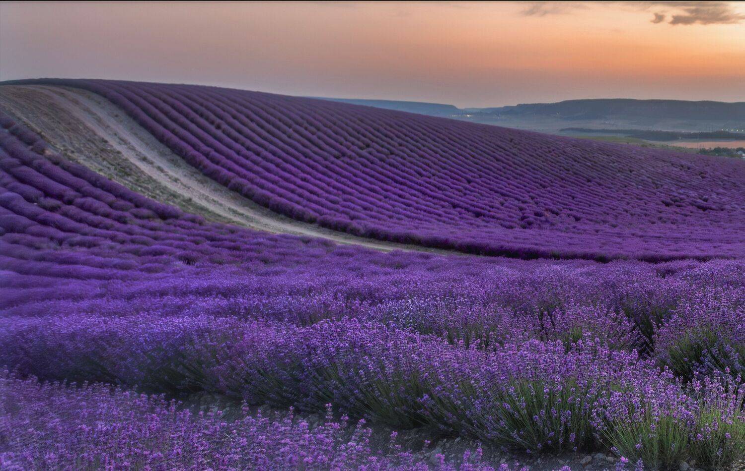 Фотография #13395296