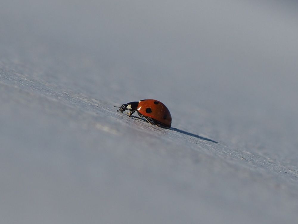 Photograph by Олег