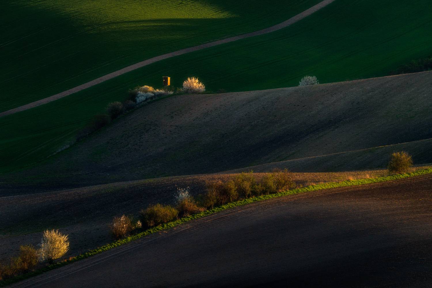 Hunting Stand in Morning Light Hunting Stand in Morning Light