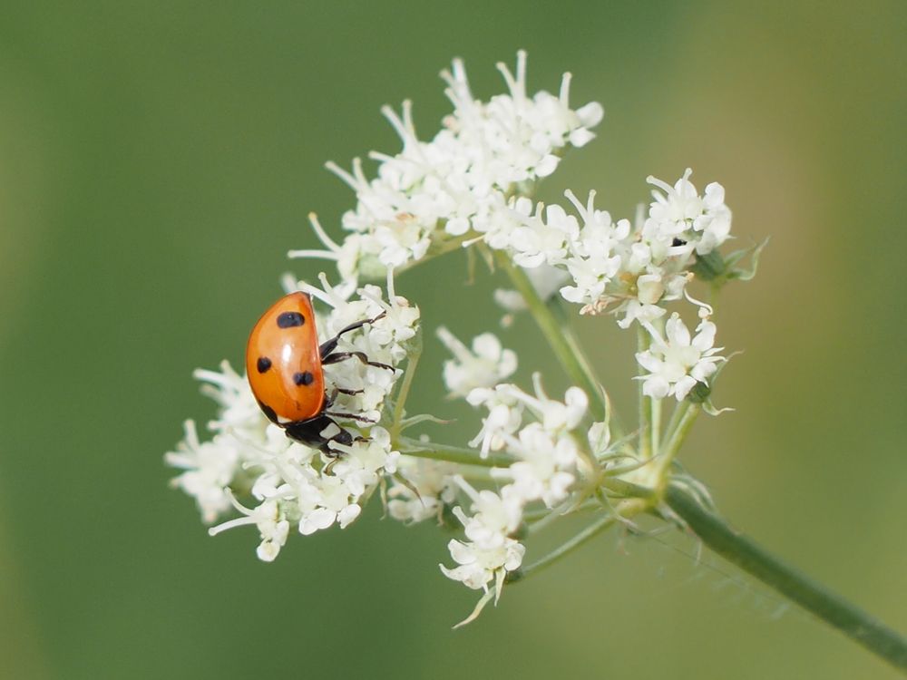 Photograph by Олег