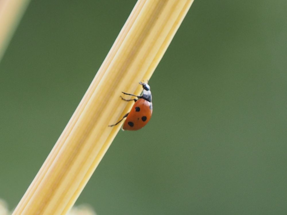 Photograph by Олег