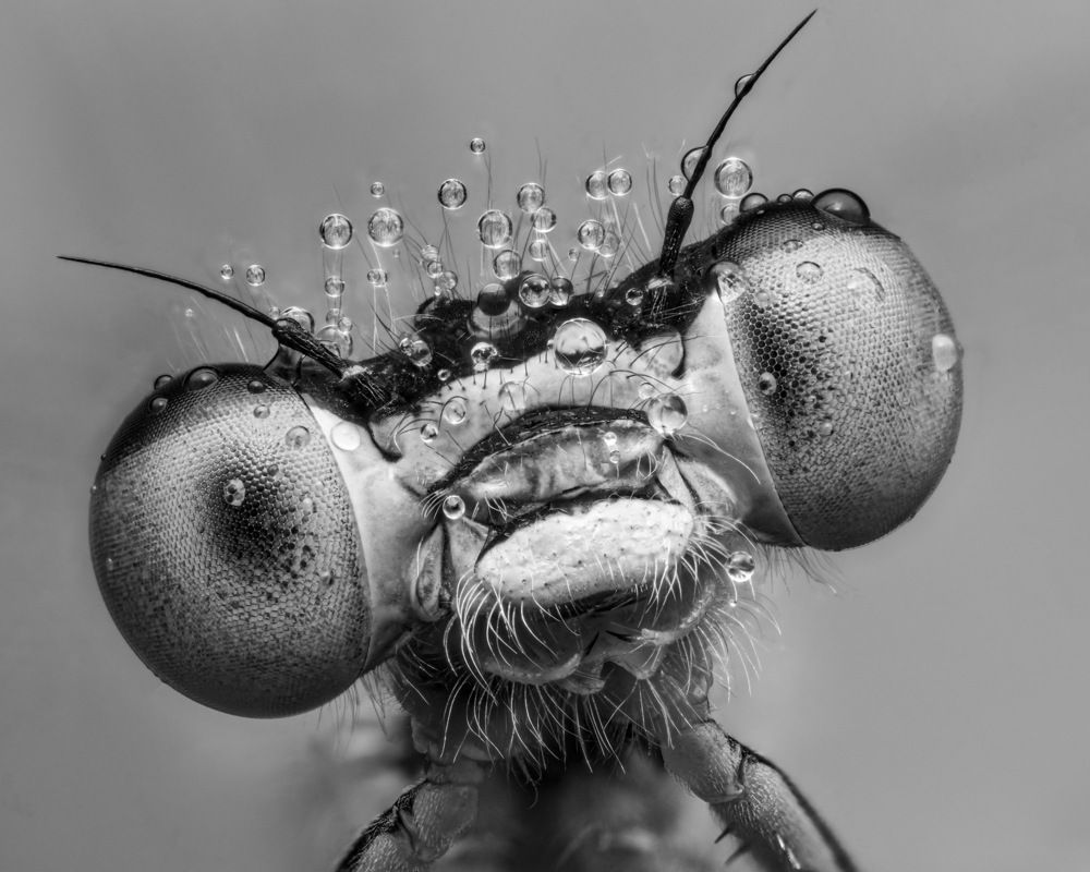 Portrait of a small dragonfly in dew
