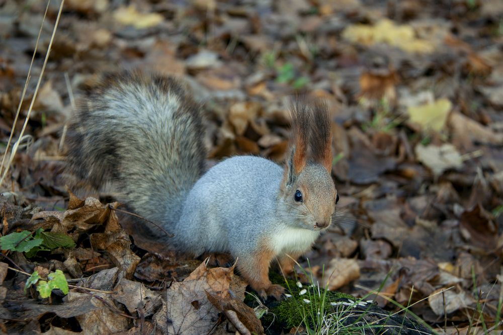 Красотка межсезонья