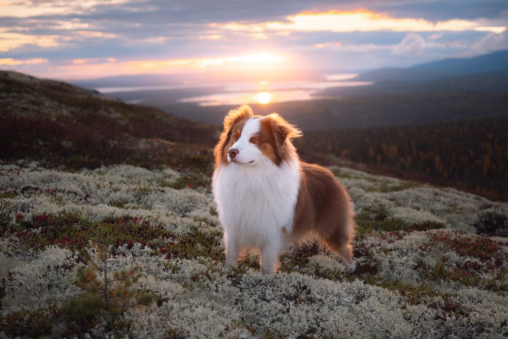 Photograph by Алексей Соколенко