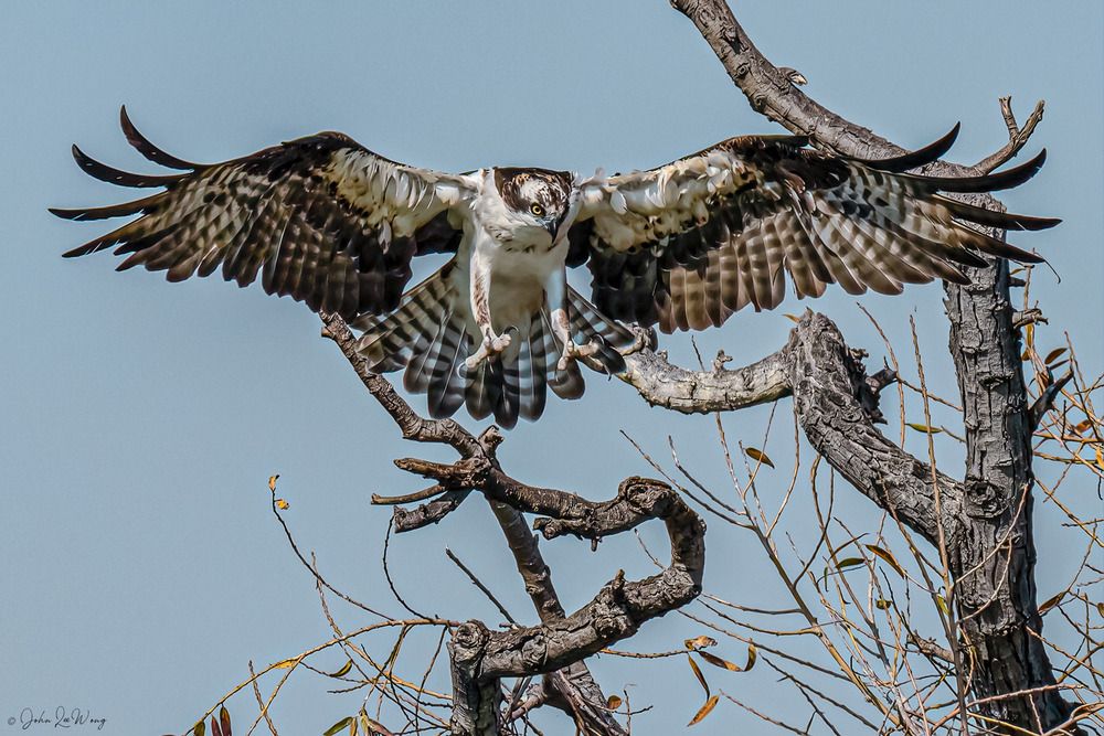 Fierce Osprey Landing