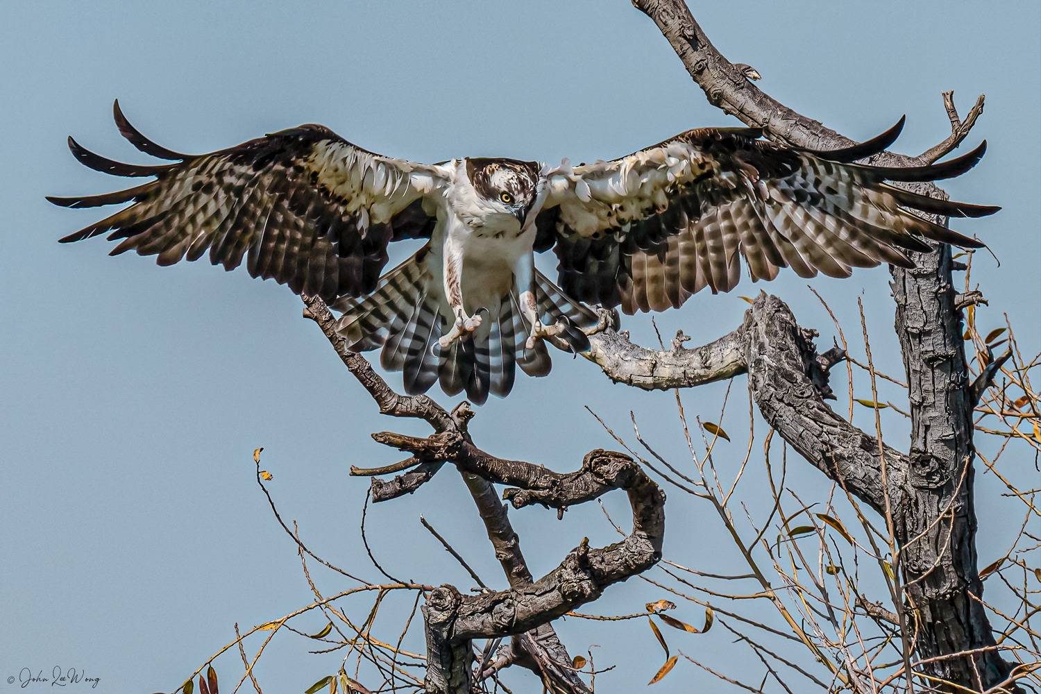 Fierce Osprey Landing