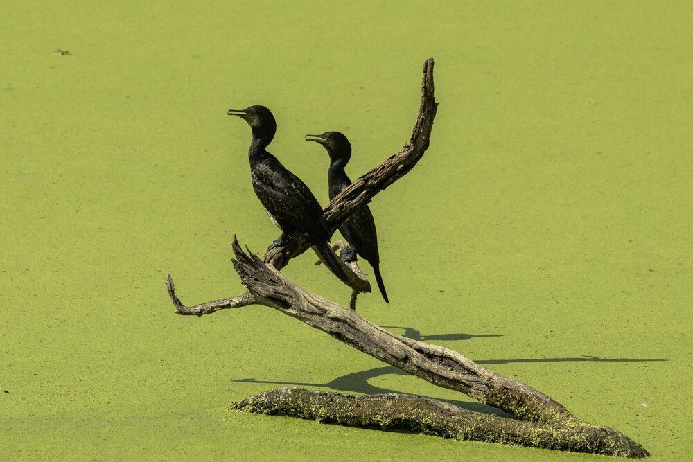 Photograph by Ajith Maniyan