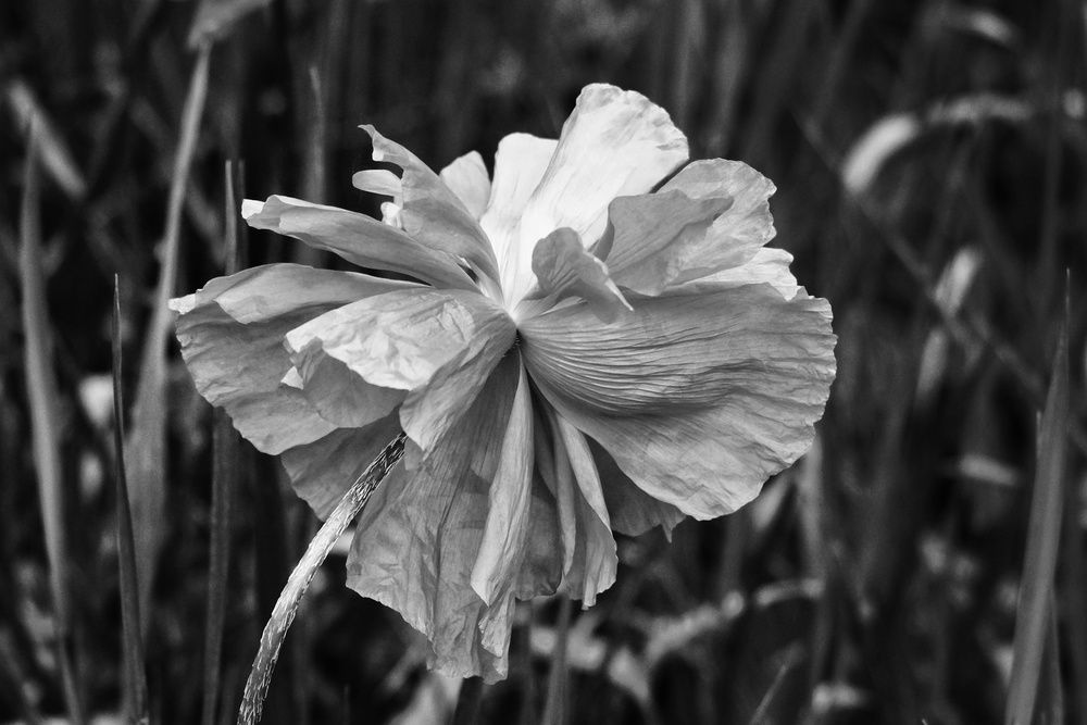 Photograph by Юлия Фёдорова