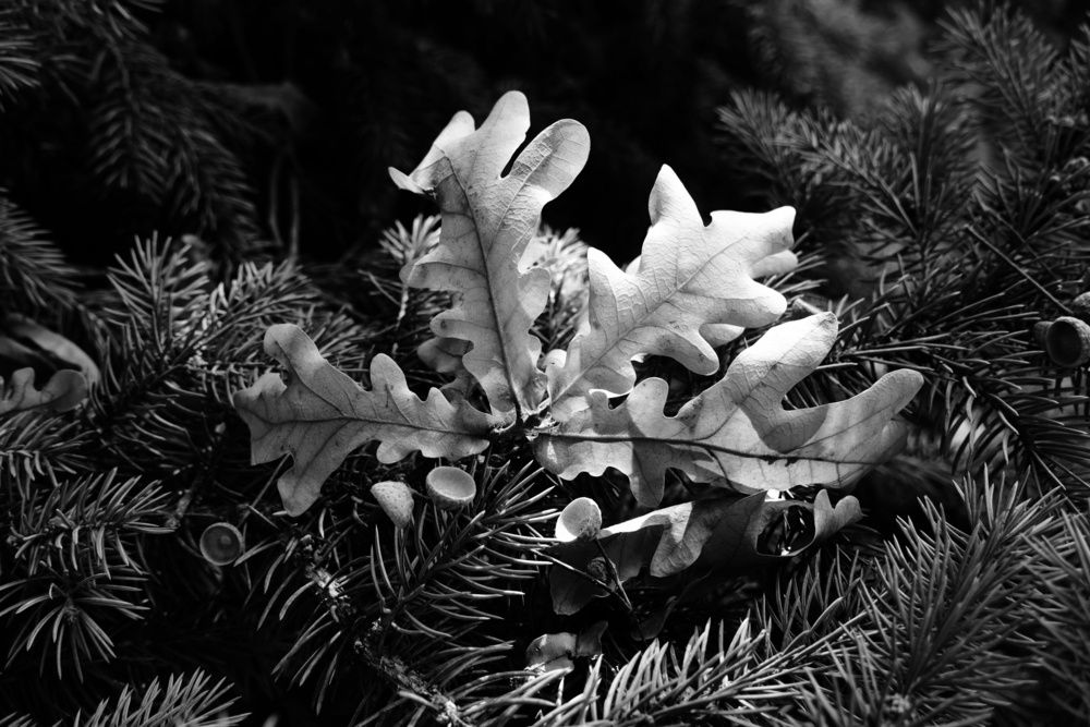 Photograph by Юлия Фёдорова