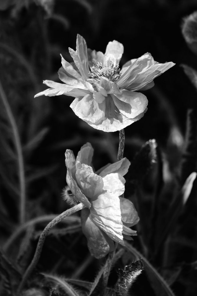 Photograph by Юлия Фёдорова