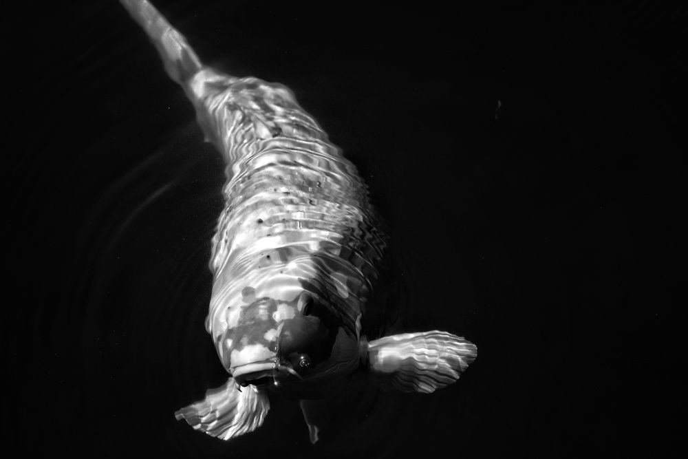 Photograph by Юлия Фёдорова