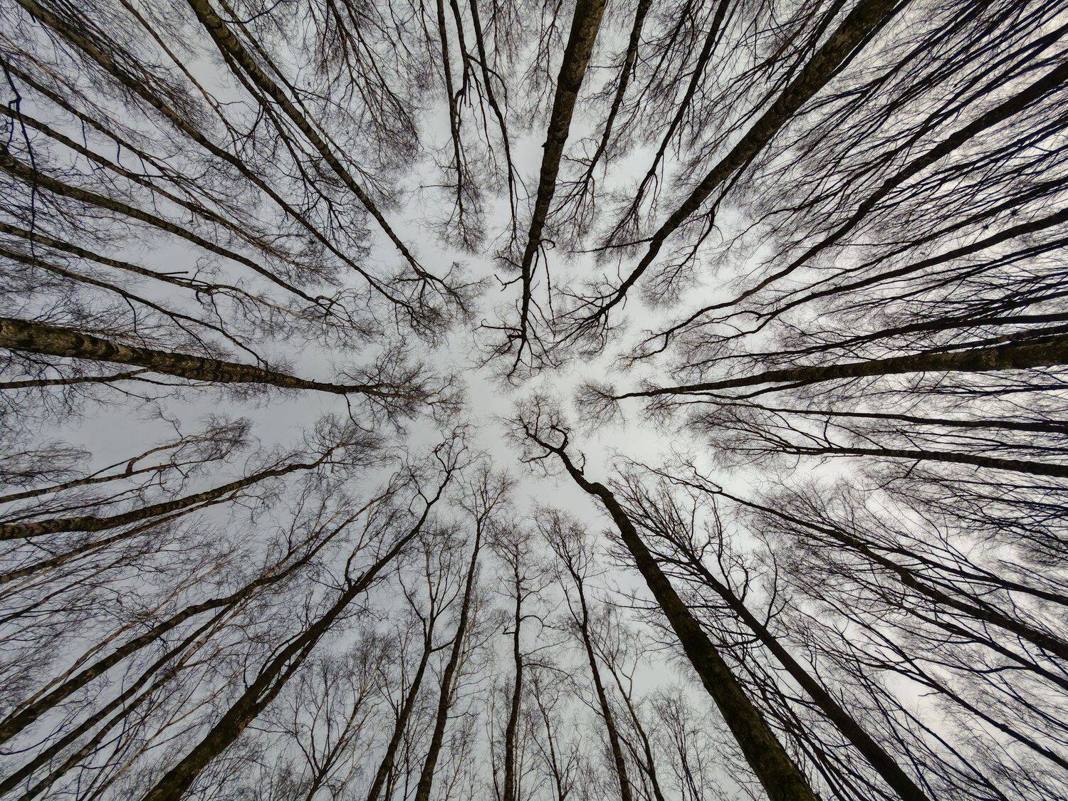 Lost in the Woods Lost in the Woods