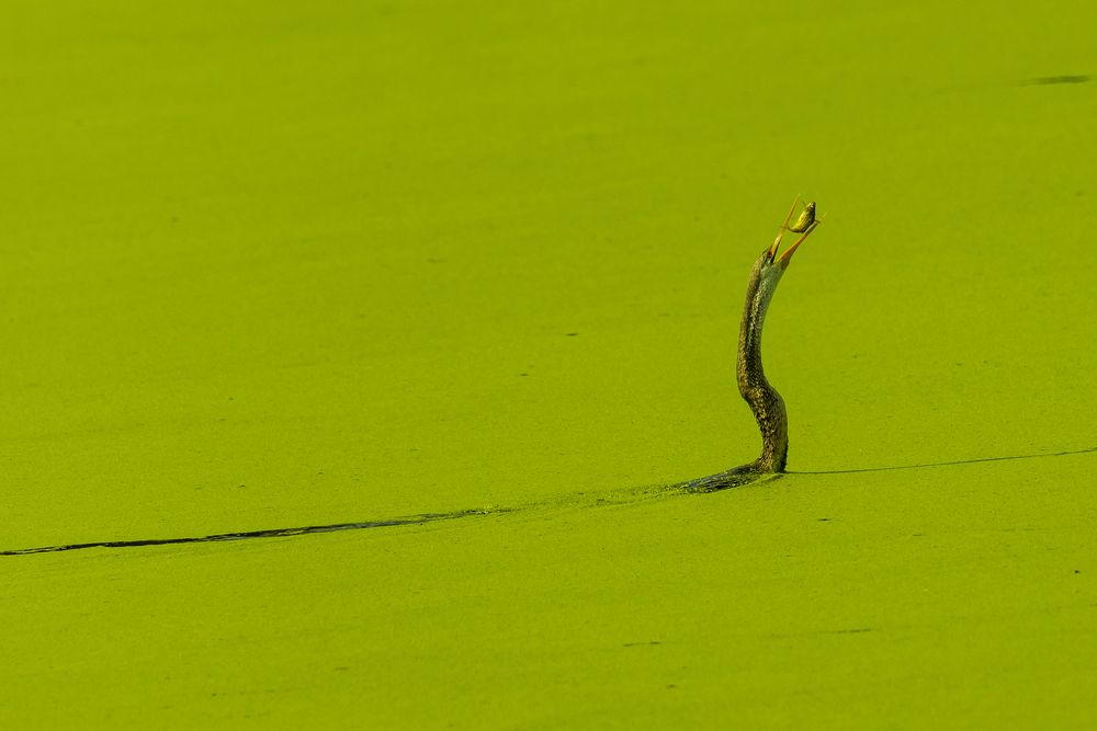 Photograph by Ajith Maniyan