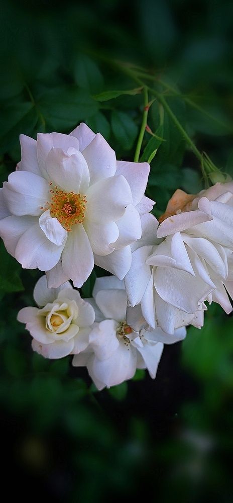 Photograph by Алла Холодова