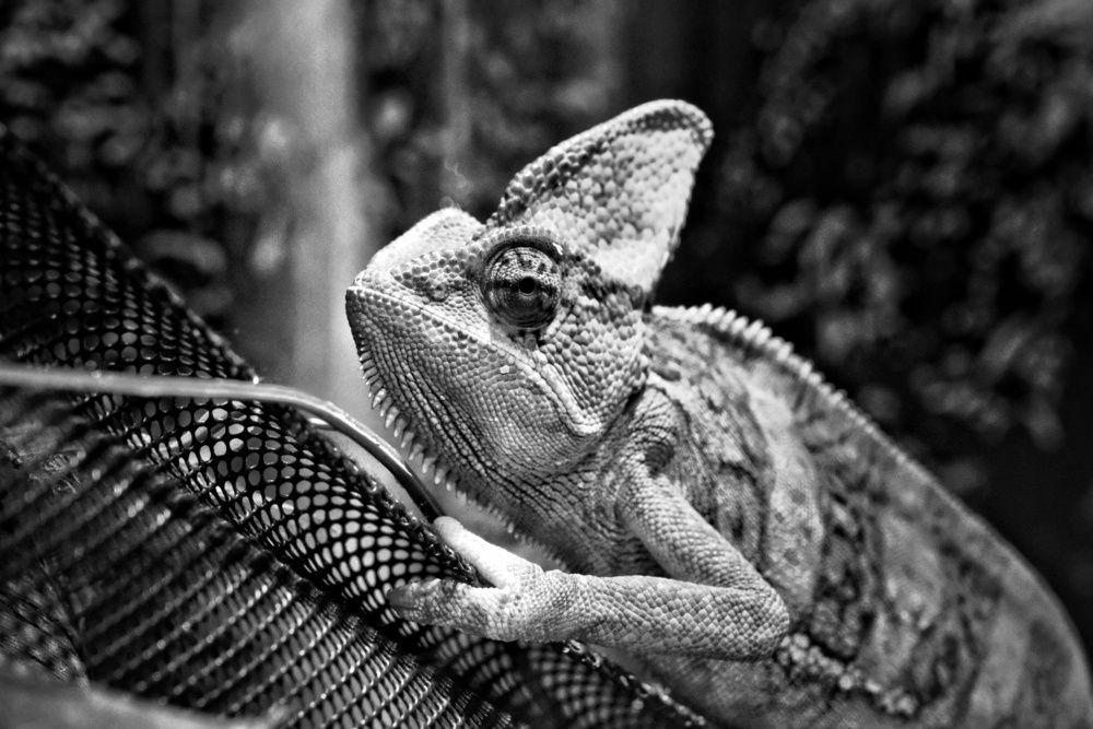 Photograph by Юлия Фёдорова