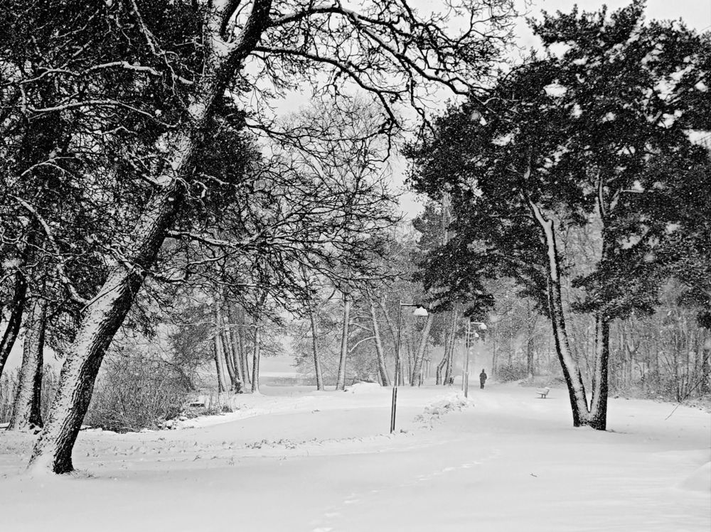 Winter Landscape