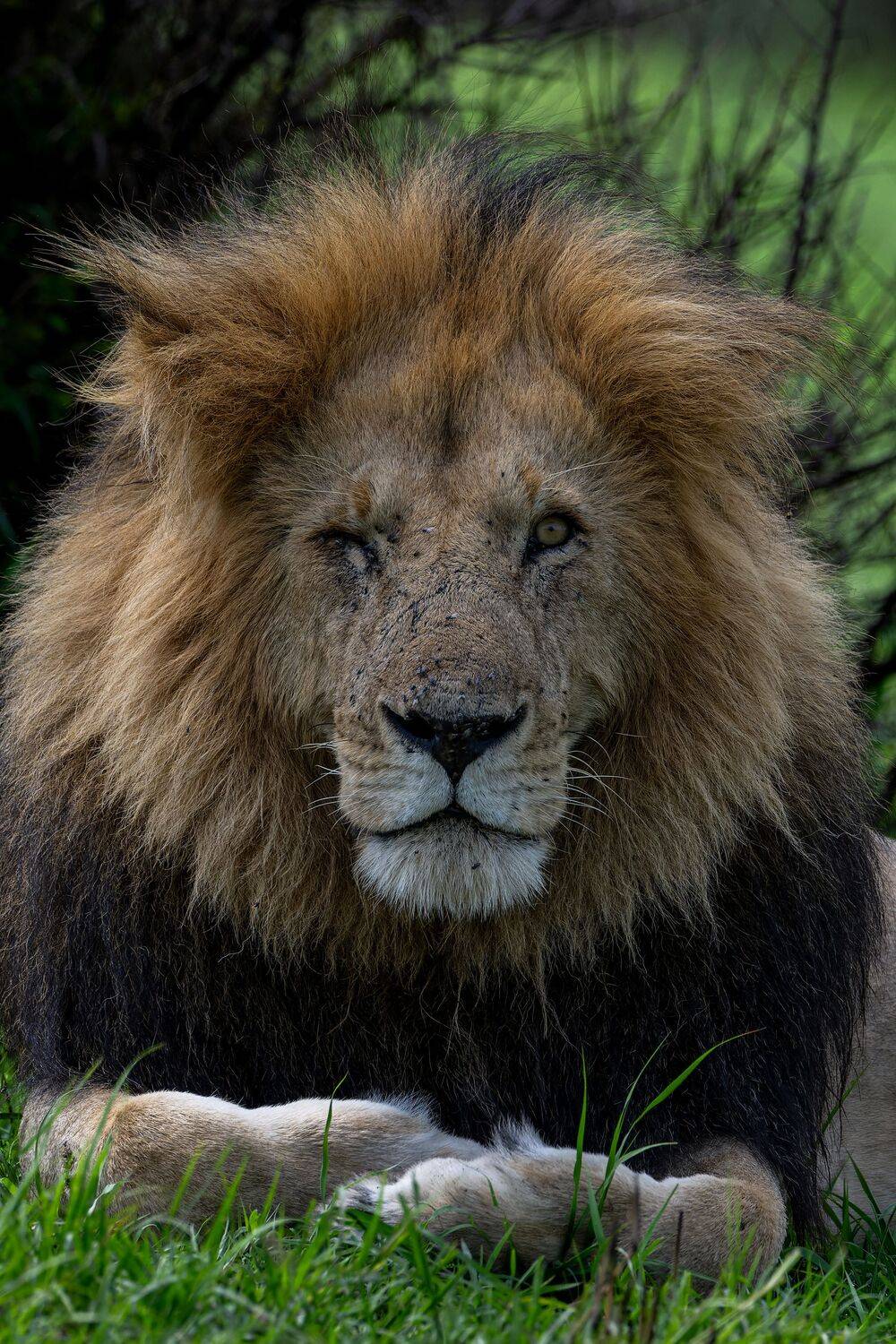 one eye Chongo of masaimara one eye Chongo of masaimara