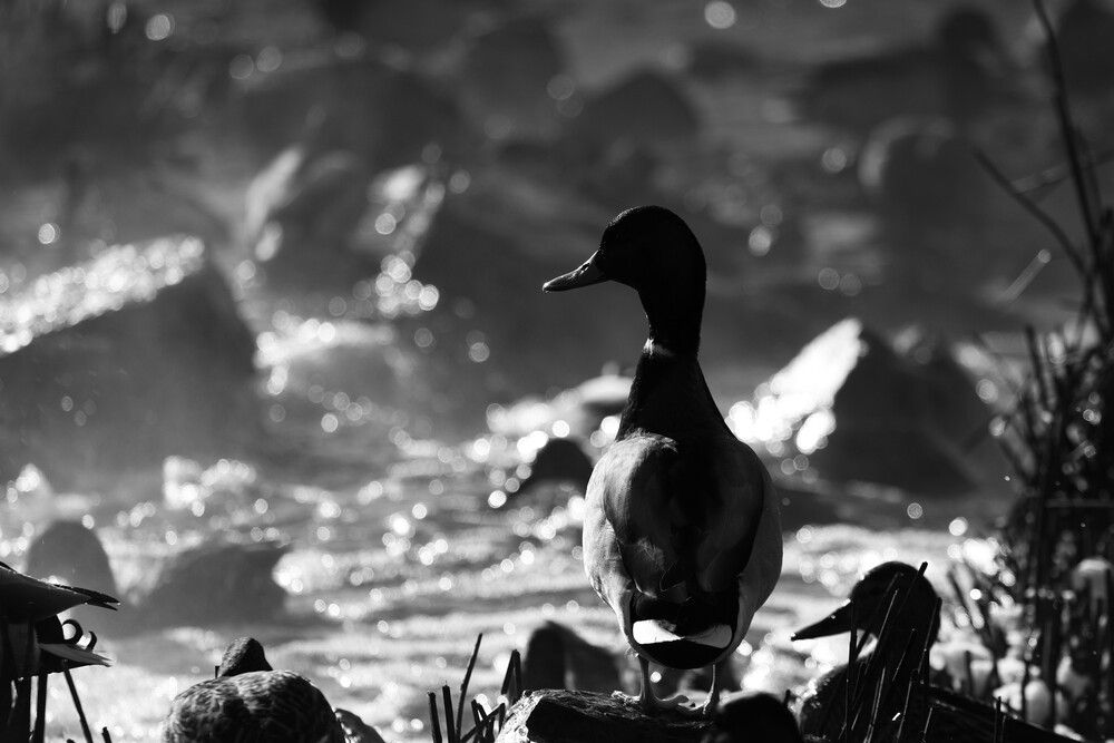 Photograph by Olga Smirnova