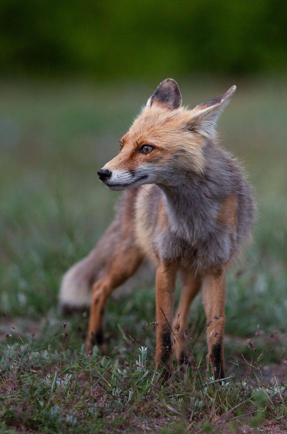 Фотография #13396724