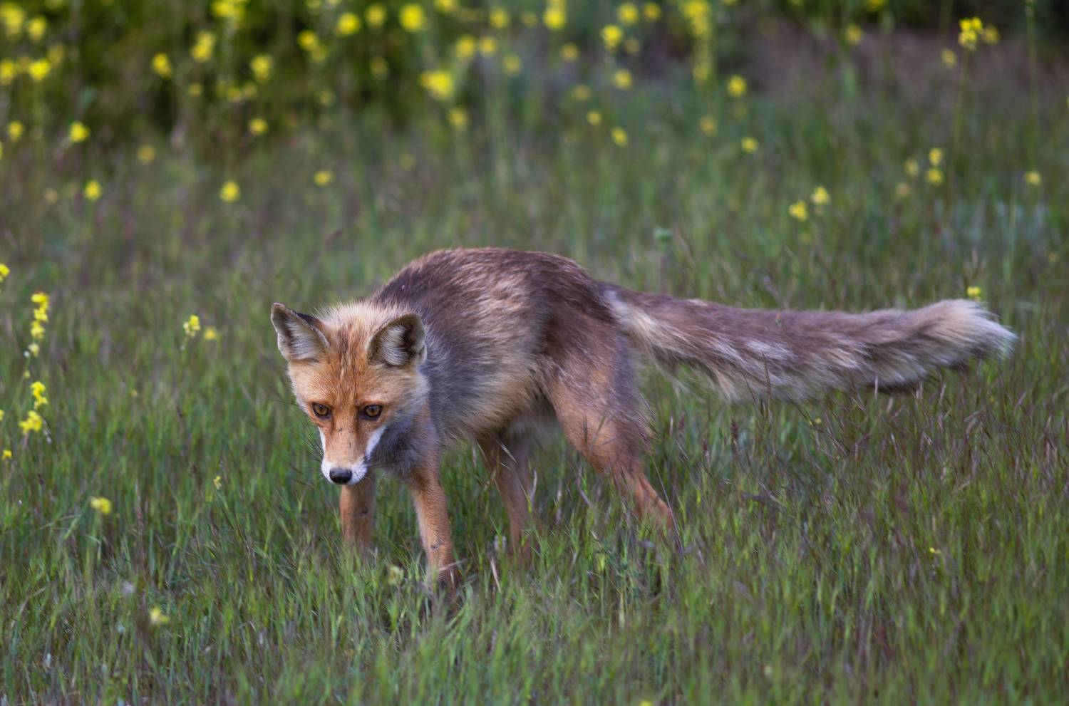 Фотография #13396801