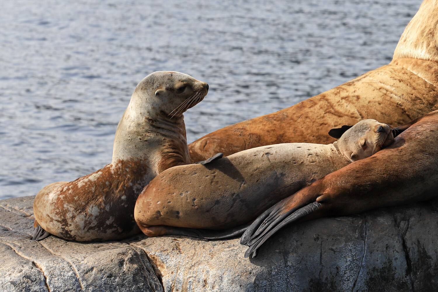 Беззаботное детство Беззаботное детство