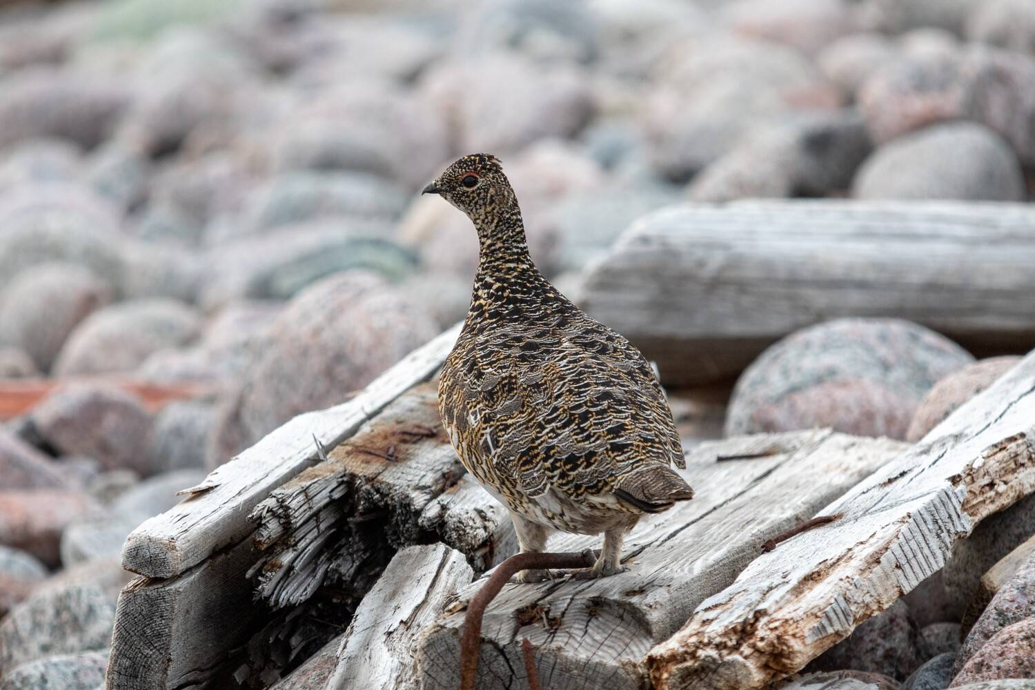 Не спрятаться, не скрыться...