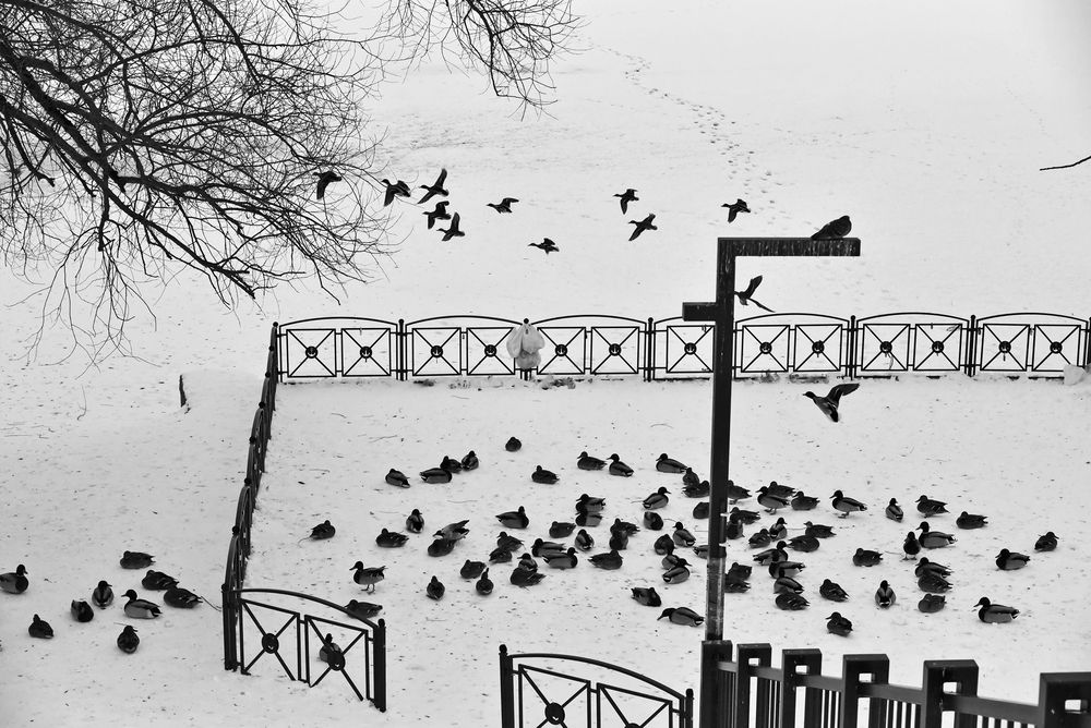 Зимовка птиц
