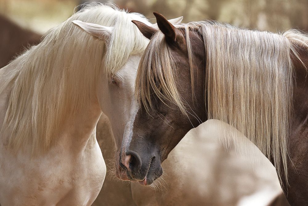 Photograph by Gisella Vivar