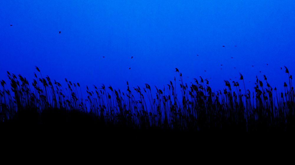 Колосья в поле