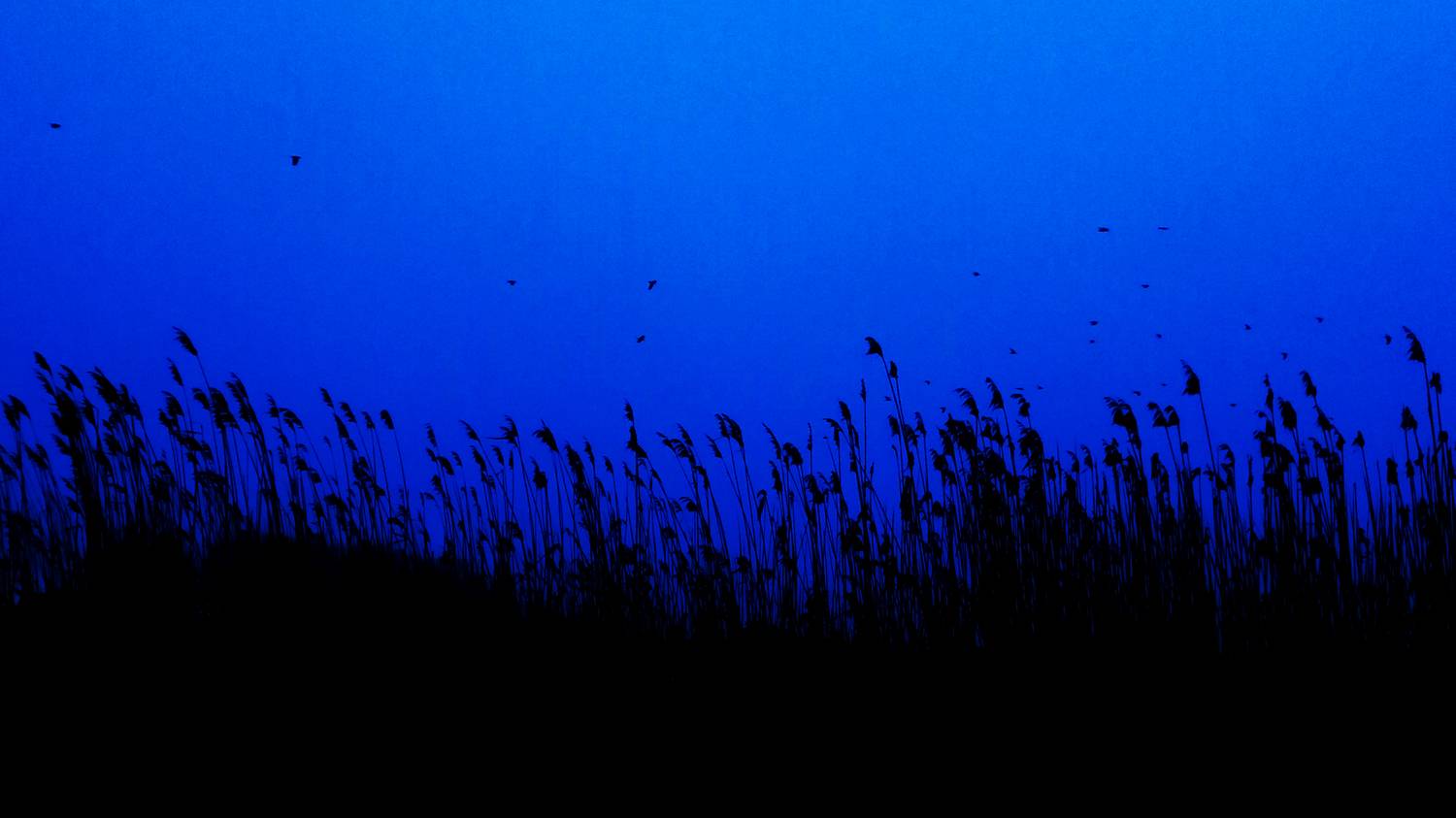 Колосья в поле