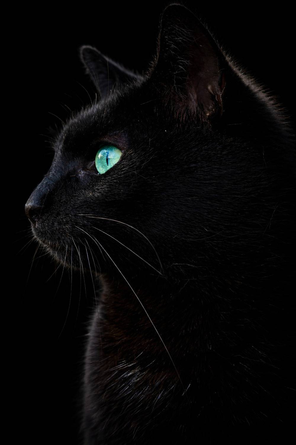 Noir