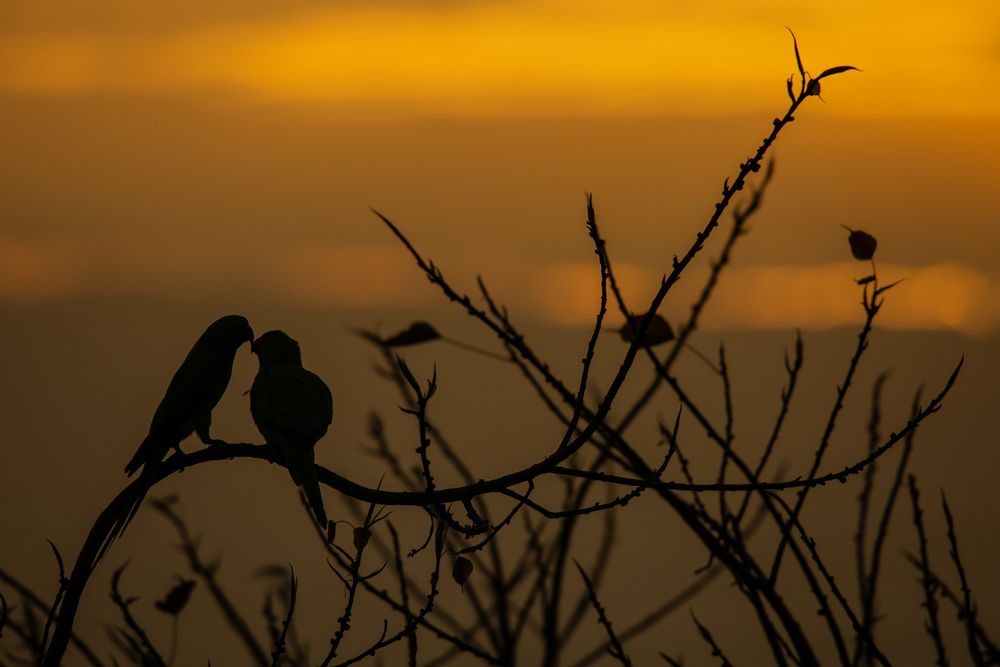 Photograph by Ajith Maniyan