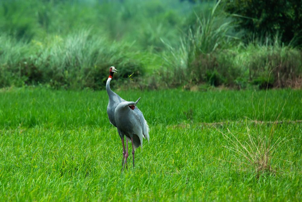 Photograph by Ajith Maniyan