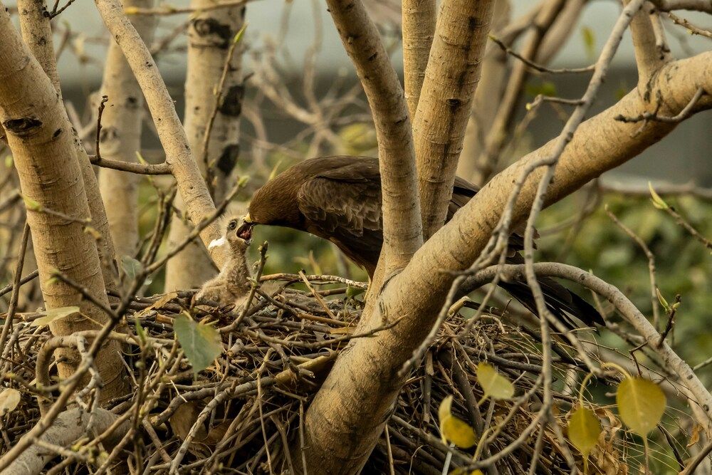 Photograph by Ajith Maniyan