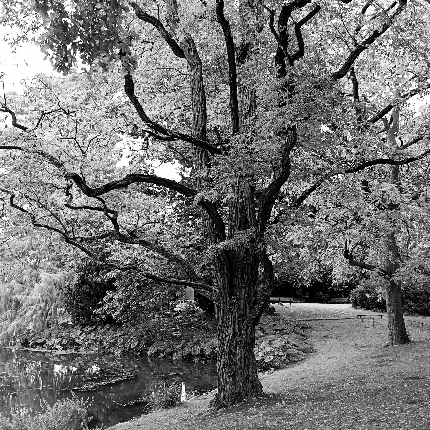 Eternal tree